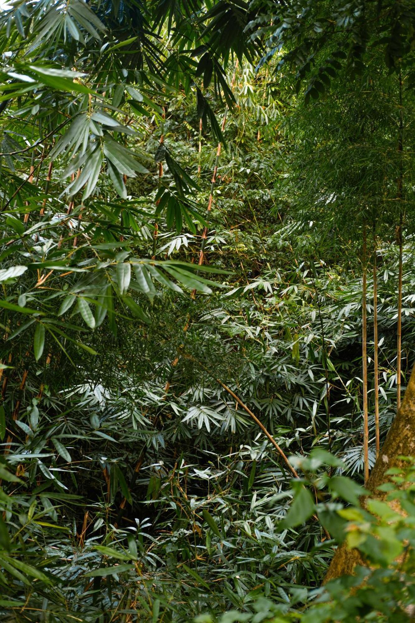 Beingsattvaa Luxury Resort Ubud
